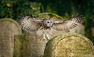 Waldkauz, Foto: https://www.sielmann-stiftung.de/event/tatort-natur-halloween-in-der-doeberitzer-heide