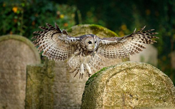 Waldkauz, Foto: https://www.sielmann-stiftung.de/event/tatort-natur-halloween-in-der-doeberitzer-heide