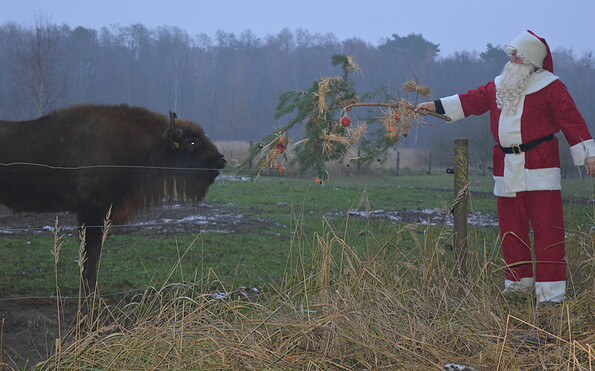 Wisent und Weihnachtsmann, Foto: Wildpark Schorfheide, Lizenz: Wildpark Schorfheide
