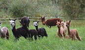 Fohlengruppe, Foto: S. Hilger, Lizenz: S.Hilger