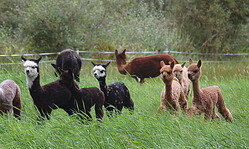 Hoffest - Alpaca Bigra