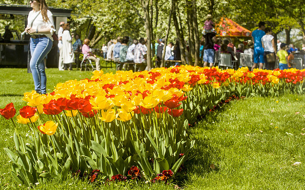 Tulpenfest, Foto: LAGA Luckau 2000 gGmbH