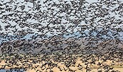 Viele Blässgänse fliegen auf, Foto: : Lerch_Ulmer, Lizenz: Naturwacht Brandenburg