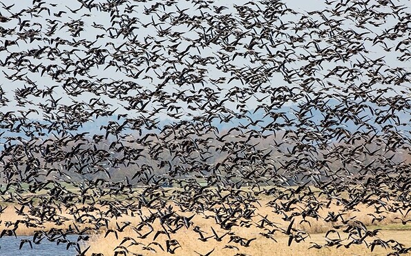 Viele Blässgänse fliegen auf, Foto: : Lerch_Ulmer, Lizenz: Naturwacht Brandenburg