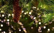 Foto:  Peggychoucair, Lizenz: Pixabay