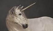 Marie Cécile Thijs: Einhorn, 2012, aus der Serie „Pferde, Foto: Marie Cécile Thijs, courtesy SmithDavidson Gallery, Lizenz: Museum Barberini