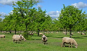 Schafe auf SOW, Foto: P. Koch, Lizenz: LFV