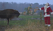 Wisent und Weihnachtsmann, Foto: Wildpark Schorfheide, Lizenz: Wildpark Schorfheide