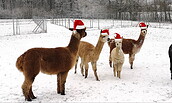 Adventsfeier mit Alpaka, Foto: Teuto-Alpakas am Petersberg, Lizenz: Teuto-Alpakas am Petersberg