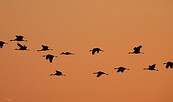Morgendlicher Abflug der Kraniche, Foto: Ricarda Rath, Lizenz: Naturwacht Brandenburg