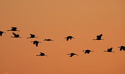 RangerTour: MorgenMoor