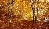 Naturlauf durch das herbstliche Schlaubetal, Foto: Sofie-Helen Schulze, Lizenz: Sofie-Helen Schulze
