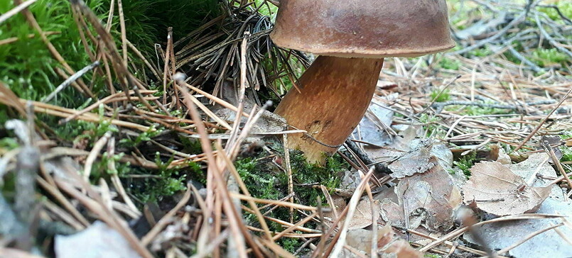 ++ ausgebucht ++ Die Pilze sind da! -  Naturkundliche Pilzwanderung