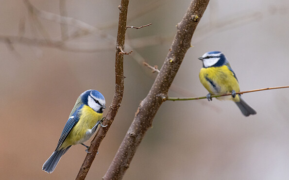 Blaumeisen im Frühling, Foto: Johannes Müller, Lizenz: Stiftung NaturSchutzFonds Brandenburg
