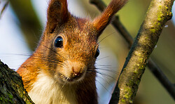 Winterlicher Waldspaziergang für Familien mit dem Förster und Eichhörnchen Elli