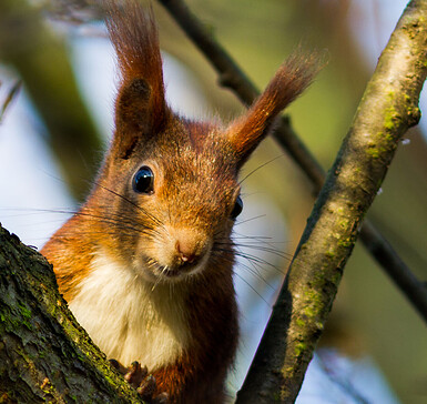 Winter_Waldspaziergang_Elli, Foto: Peter Becker, Lizenz: TKS Lübben (Spreewald) GmbH