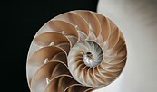 BLMK Ferienkurs Origami, Nautilus und Flextangles, Foto: unsplash, Lizenz: unsplash