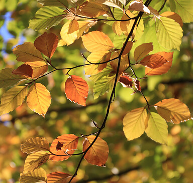 Buntes Herbstlaub, Foto: Bansen-Wittig