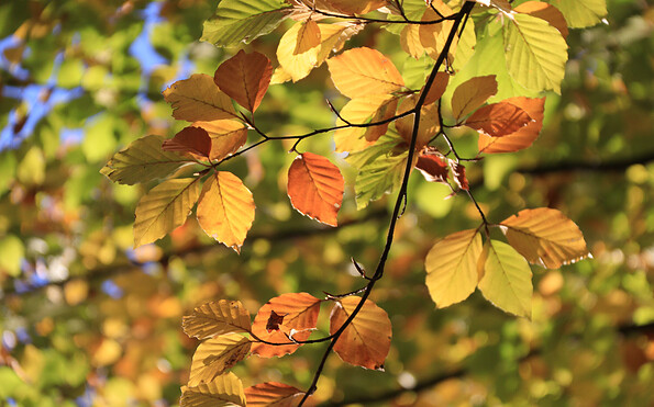 Buntes Herbstlaub, Foto: Bansen-Wittig