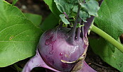 Kohlrabi, Foto: Franz Heitzendorfer, Lizenz: Franz Heitzendorfer