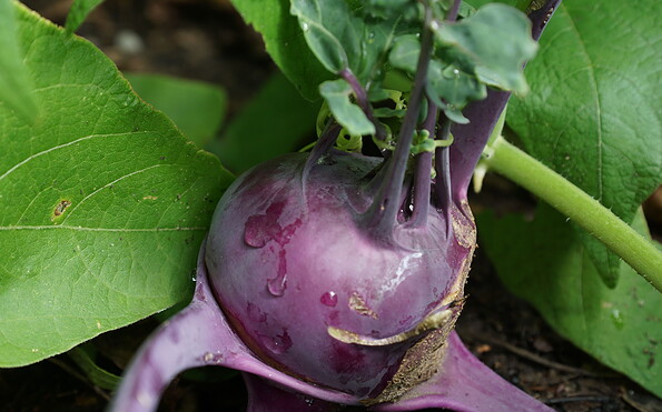Kohlrabi, Foto: Franz Heitzendorfer, Lizenz: Franz Heitzendorfer