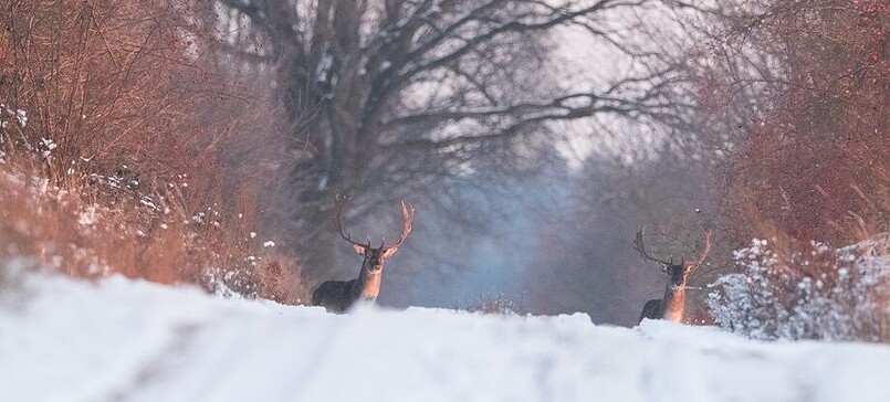 ErlebnisTour: Wildspurenwanderung