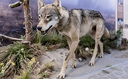 Rückkehrer Wolf, Foto: D. Marschalsky, Lizenz: Naturkundemuseum Potsdam