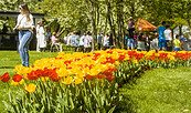 Tulpenfest, Foto: LAGA Luckau 2000 gGmbH