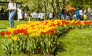 Tulpenfest, Foto: LAGA Luckau 2000 gGmbH