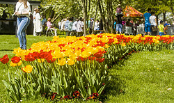Tulpenfest in Luckau