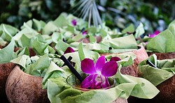 Tropenbrunch in der Biosphäre Potsdam