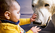 Ob der Eisbär so weich ist wie mein Kuscheltier?, Foto: David Marschalsky, Lizenz: Naturkundemuseum Potsdam