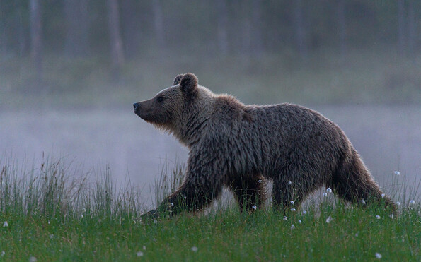Bärenbeobachtung in Ostfinnland, Foto: Steffen Mender