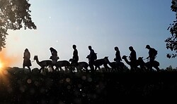 Glühweinwanderung mit Alpakas