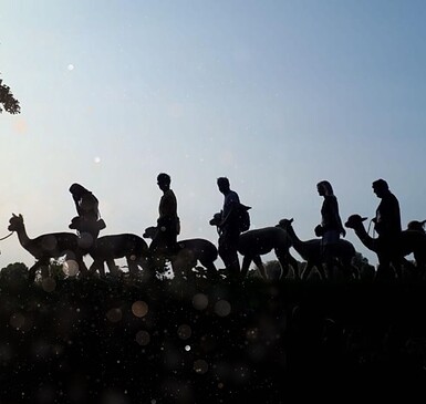 Glühweinwanderung mit Alpakas