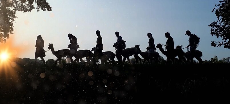 Glühweinwanderung mit Alpakas