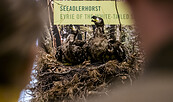 Junge Seeadler im Nest, Foto: David Marschalsky, Lizenz: Naturkundemuseum Potsdam