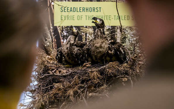 Junge Seeadler im Nest, Foto: David Marschalsky, Lizenz: Naturkundemuseum Potsdam