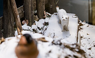 Großes Wiesel im Winterfell, Foto: David Marschalsky, Lizenz: Naturkundemuseum Potsdam
