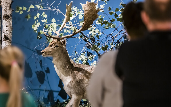 Anmut in der Tierwelt - Damhirsch mit Schaufelgeweih, Foto: David Marschalsky, Lizenz: Naturkundemuseum Potsdam