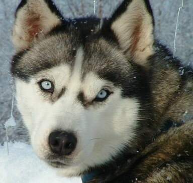 Weihnachtliche Husky-Lichterwanderung