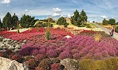 Heideblüte im Lausitzer Findlingspark Nochten, Foto: Hans-Peter Berwig, Lizenz: Förderverein Lausitzer Findlingspark Nochten e.V.