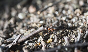 Waldameise, Foto: Michael Petschick, Lizenz: Stiftung Naturschutzfonds Brandenburg
