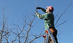 Naturgemäßer Obstbaumschnitt
