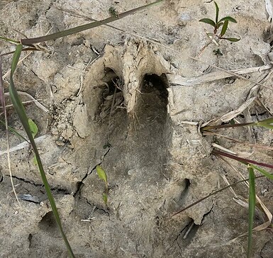 Fährtenlesen für Kinder und Familien