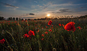 Mohnfeld im Sonnenuntergang., Foto: Michael Zauft, Lizenz: NaturSchutzFonds Brandenburg
