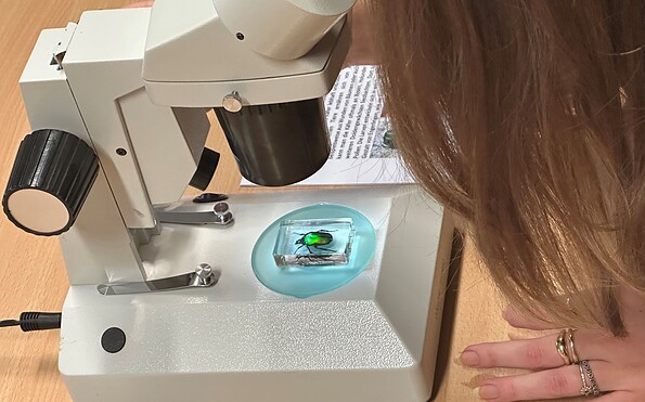 Käfer unter dem Mikroskop betrachten, Foto: Steffen Wolf, Lizenz: Naturkundemuseum Potsdam