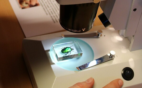 Unter dem Binokular sieht alles anders aus., Foto: David Marschalsky, Lizenz: Naturkundemuseum Potsdam