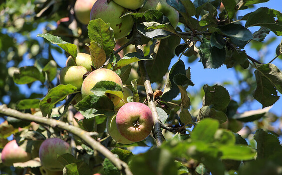 Äpfel von der Streuobstwiese im Freilandmuseum Lehde, Foto: Linke, Lizenz: Museum OSL