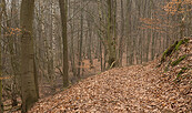 Wald bei Schlamau, Foto: Steffen Bohl, Lizenz: Steffen Bohl